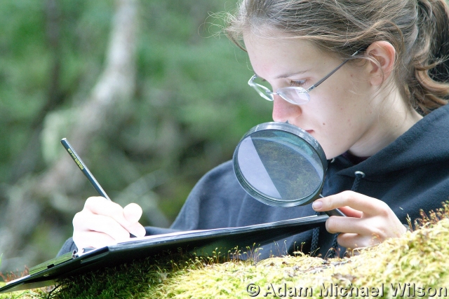 UNT student Rebecca Wilson studying the miniature forests of Cape Horn. (Photo by Adam Wilson)