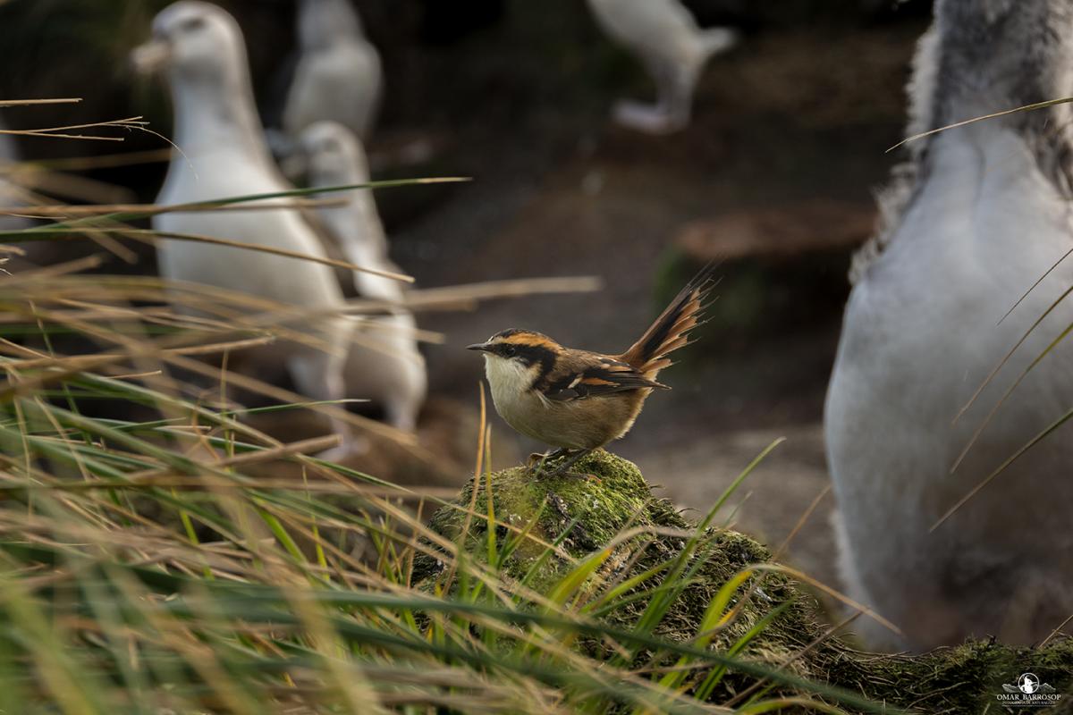 UNT professor discovers new bird species in Chile, along with international collaborators