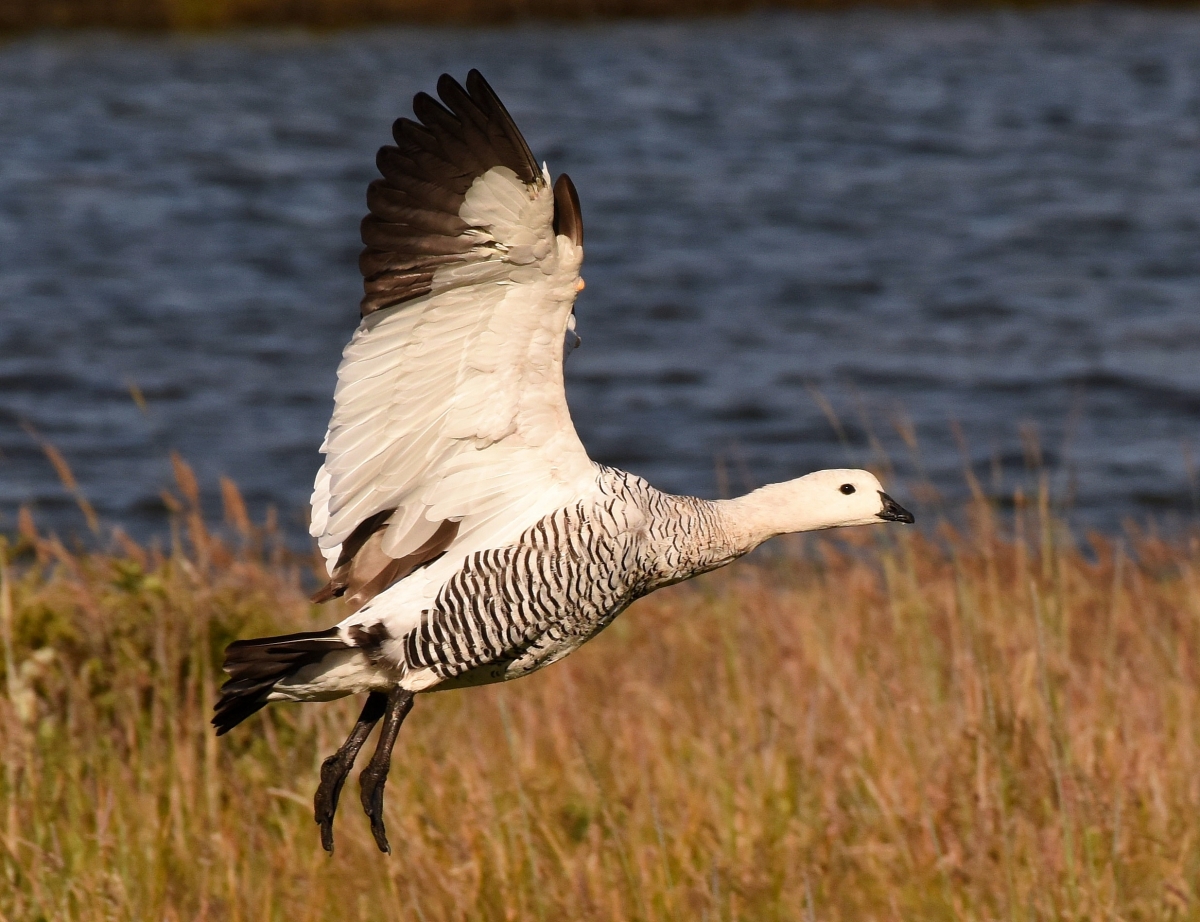 Bird flying