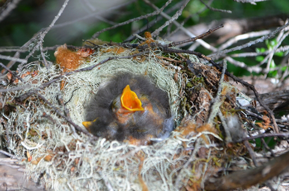 White-crested Elaenia nest with two chicks. One is begging for food