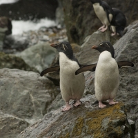Southern Rockhopper penguins 