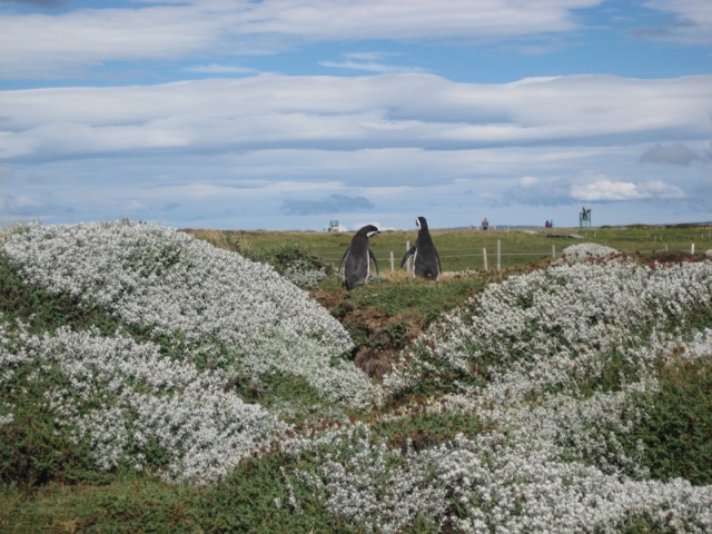 Magallanes Penguinos of Otway Sound. (Photo by Alexandria Poole, Chile-UNT Archive)
