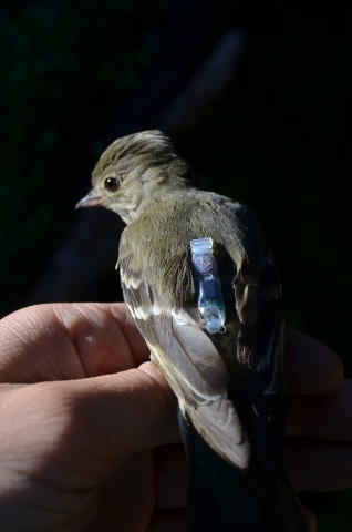 An adult White-crested Elaenia bearing a light-level geolocator.